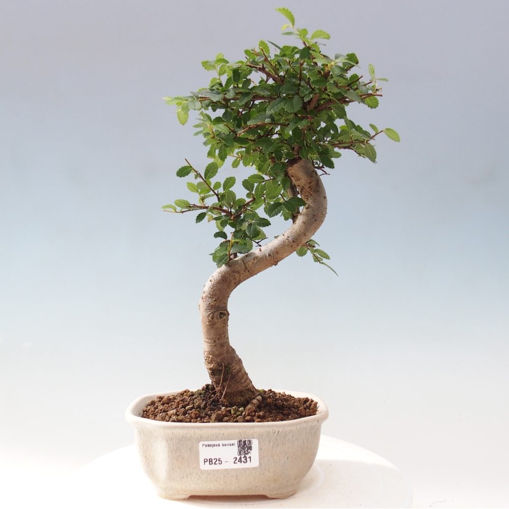 Room Malolistý elm bonsai