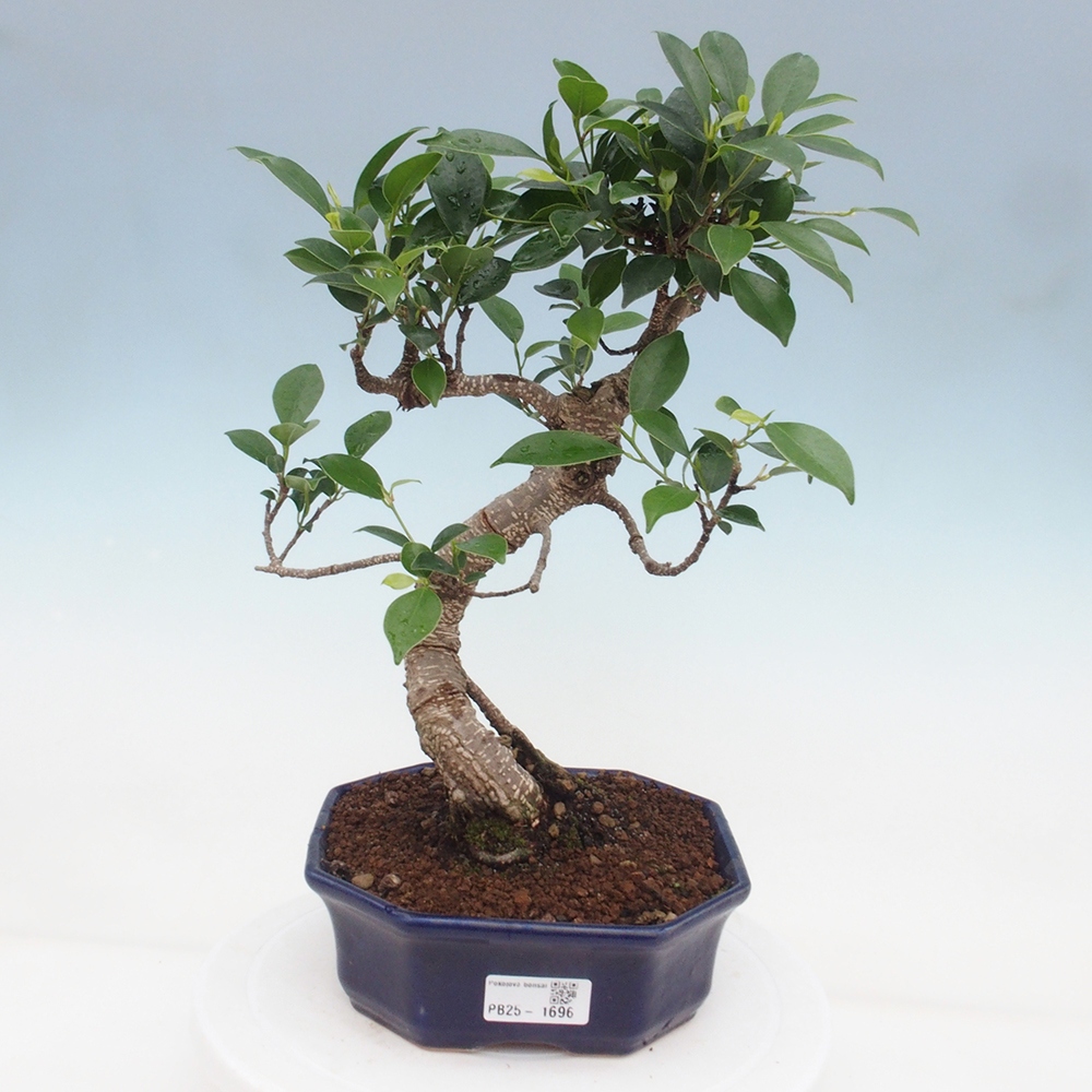 Indoor bonsai - Ficus retusa - small ficus
