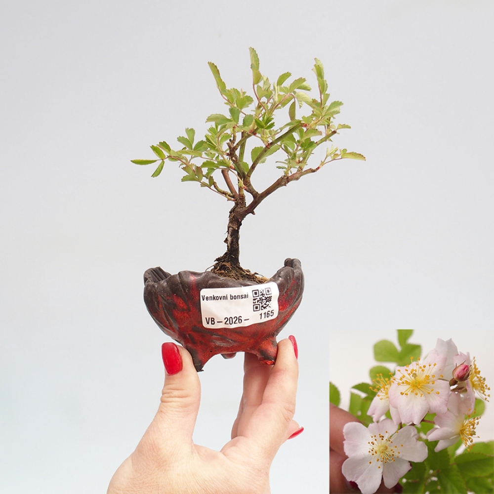 Outdoor bonsai - Rosa sp. - small-flowered rose