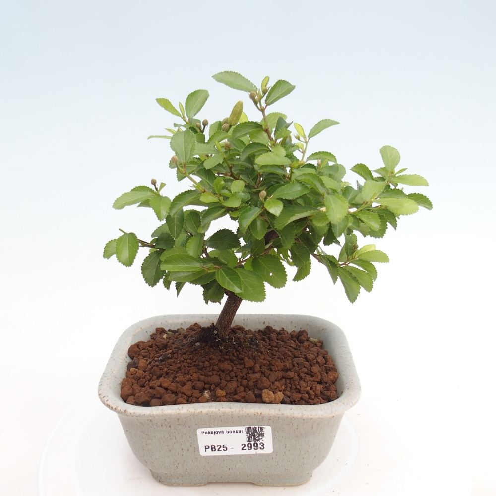 Indoor bonsai - Grewia occidentalis - Lavender star