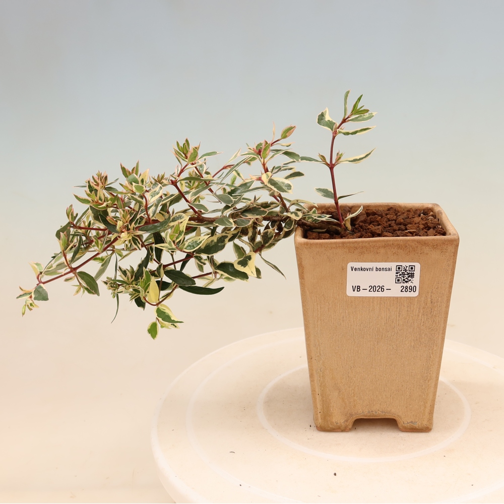 Outdoor Bonsai - Abelia gr. Confetti - Large-flowered Abelia