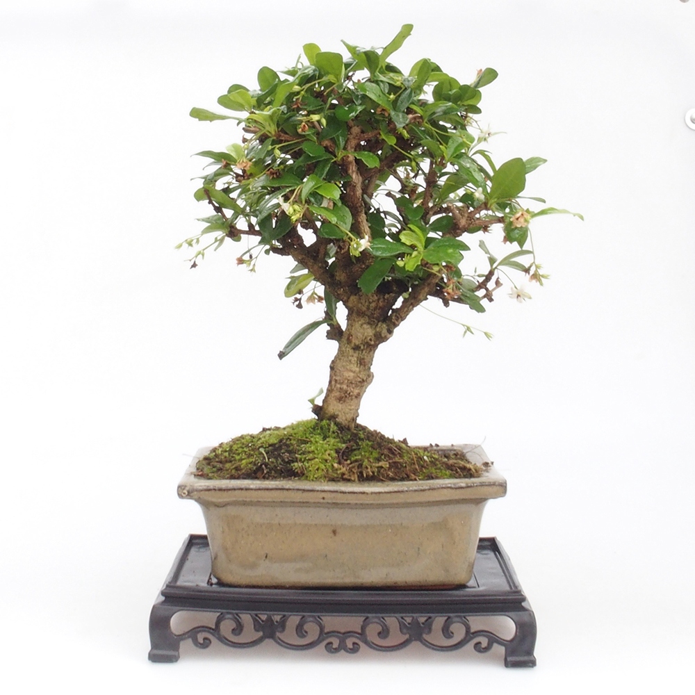 Bonsai table plastic rectangular 18 x 12 x 3,5  cm, color black