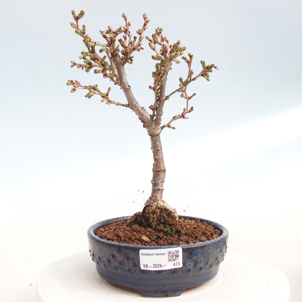 Outdoor bonsai - Prunus incisa Kojou-no mai-Plivon cut out