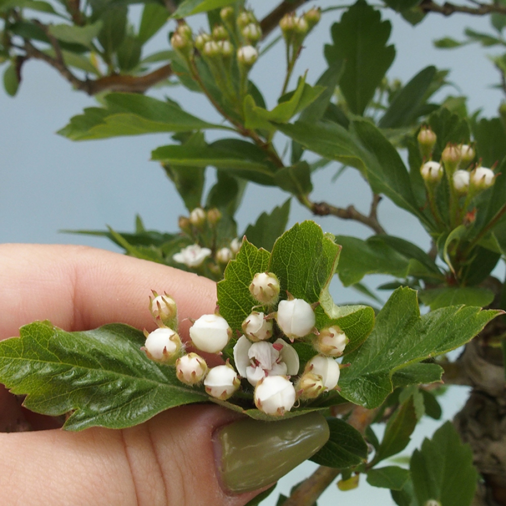 Outdoor bonsai - Hawthorn - Crataegus cuneata