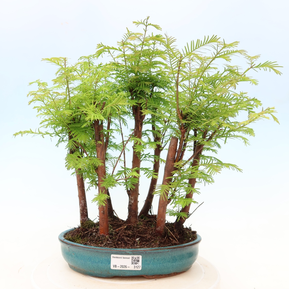 Outdoor Bonsai - Metasequoia glyptostroboides - Chinese Metasequoia - Grove