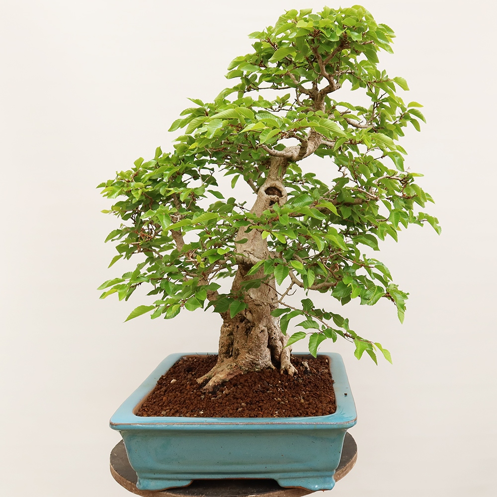 Outdoor bonsai - Carpinus Coreana - Korean hornbeam