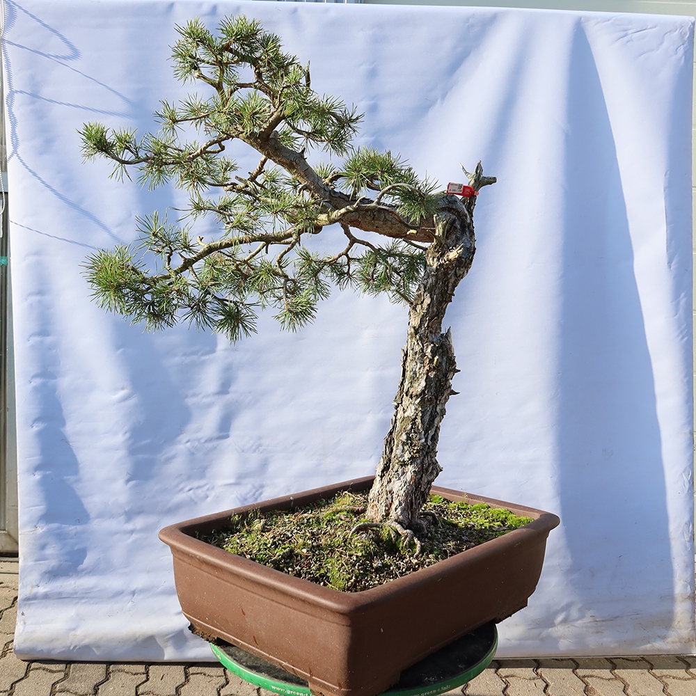 Pinus sylvestris Spain - Scots pine