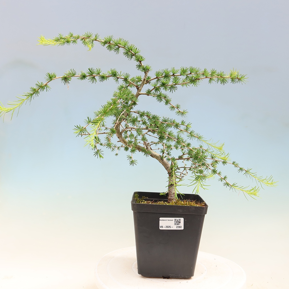 Outdoor bonsai -Larix decidua - Larch