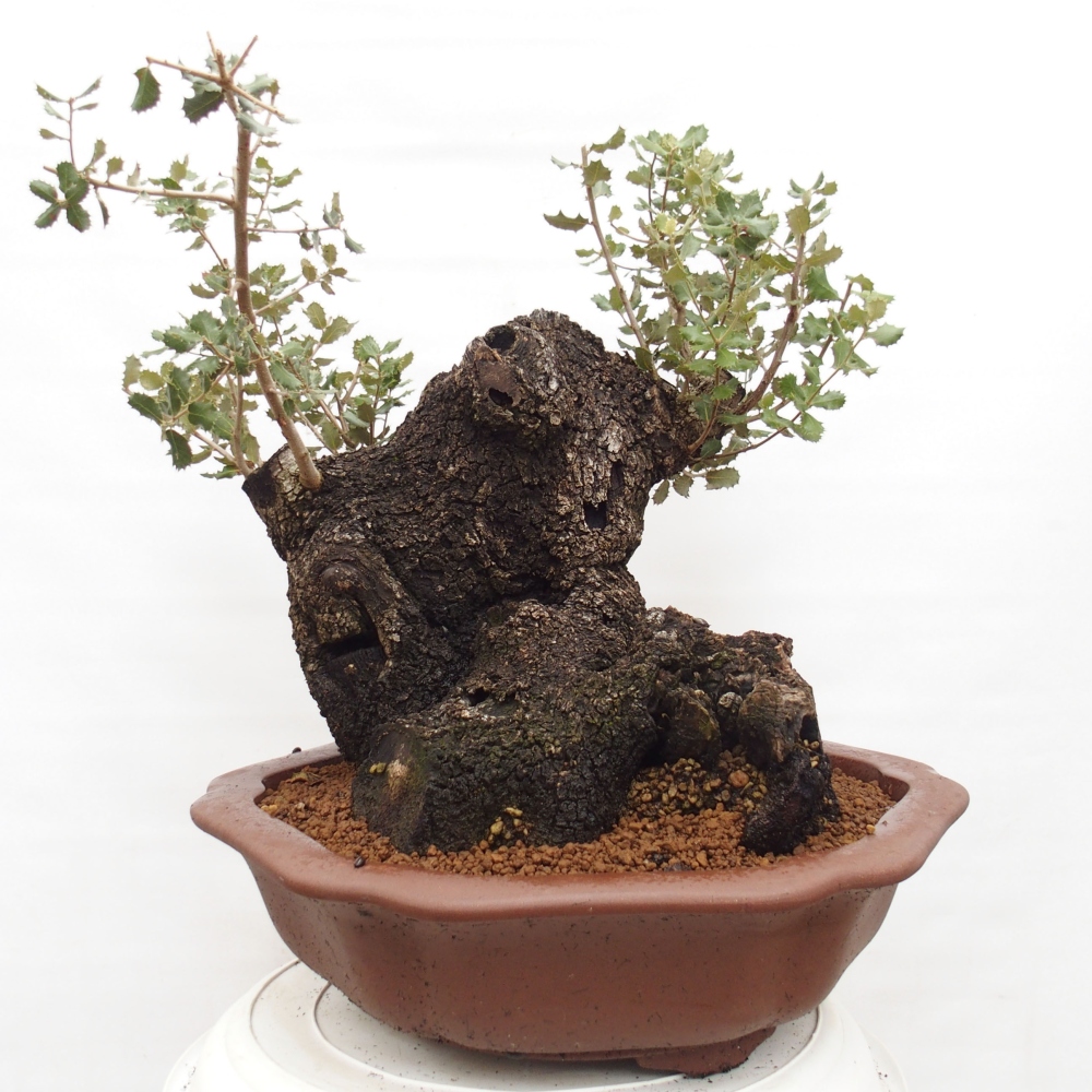 Yamadori - Quercus Ilex - Oak holly