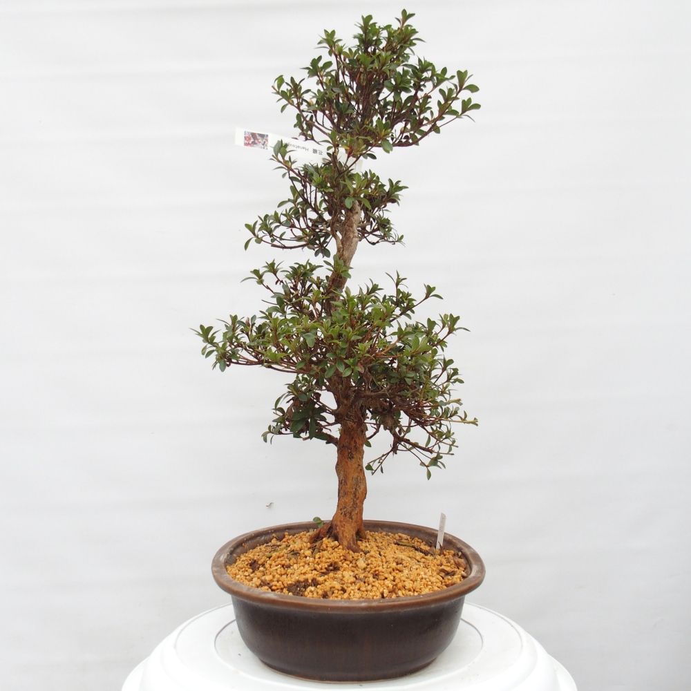 Outdoor bonsai - Japanese Azalea - Azalea Hanatsuzuri