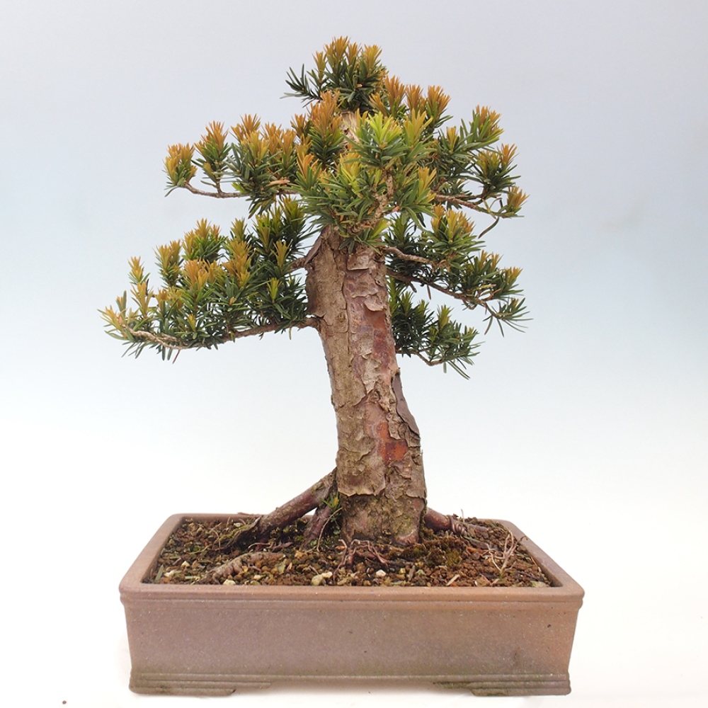 Outdoor bonsai - Taxus cuspidata - Japanese yew