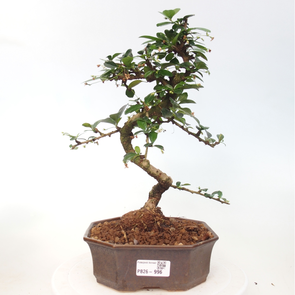 Room bonsai - Carmona macrophylla - Tea fuki