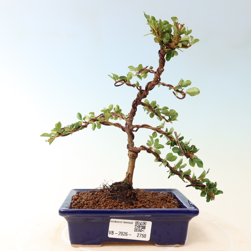 Outdoor bonsai - Cotoneaster horizontalis - Rocky Mountain