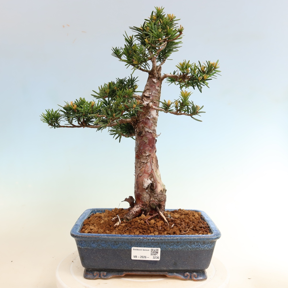Outdoor Bonsai - Taxus cuspidata  - Japanese Yew