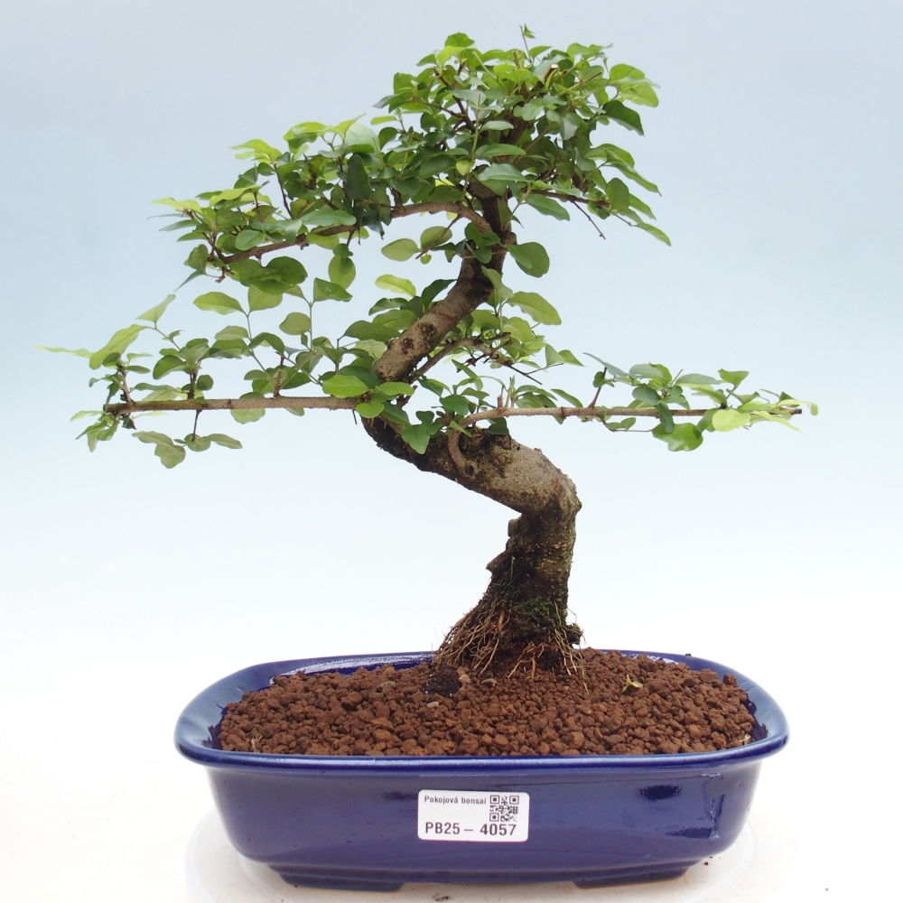 Room bonsai -Ligustrum chinensis - Birds Beak