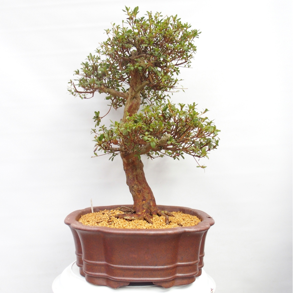 Outdoor bonsai - Japanese Azalea - Azalea Miyabihime