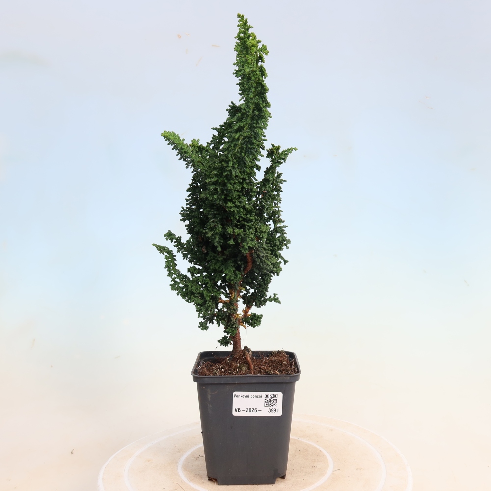 Outdoor bonsai - Cham. obtusa SEKKA HINOKI - Cypress