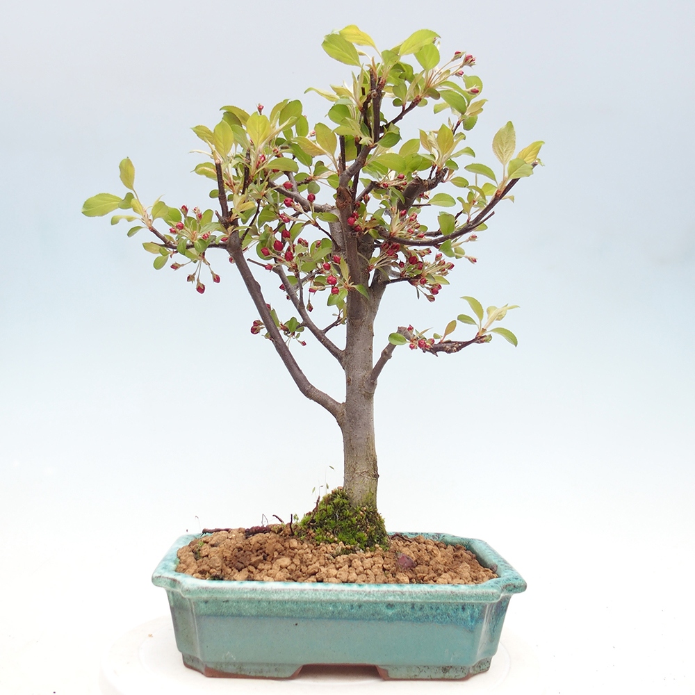 Outdoor bonsai -Malus domestica - Small-fruited red-leaved apple tree