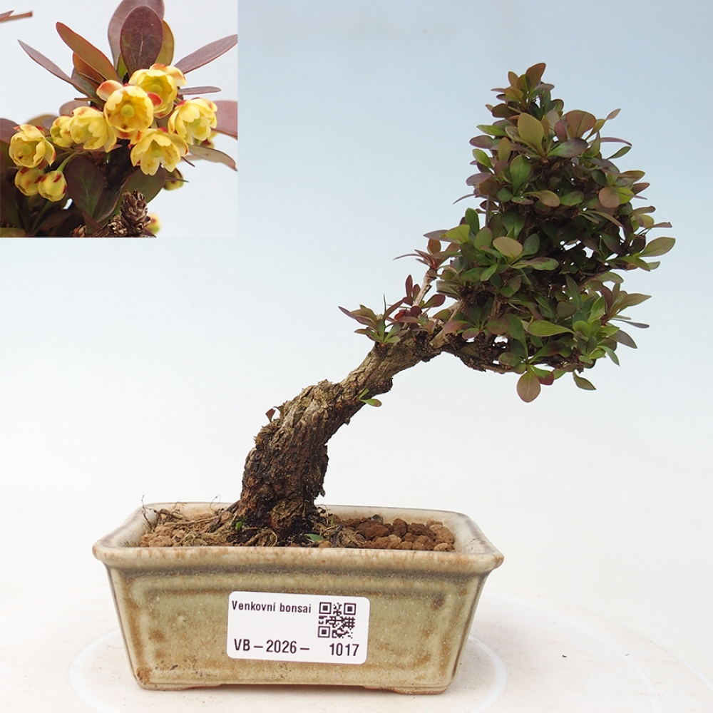 Outdoor bonsai - Berberis Thunbergii Bagatelle