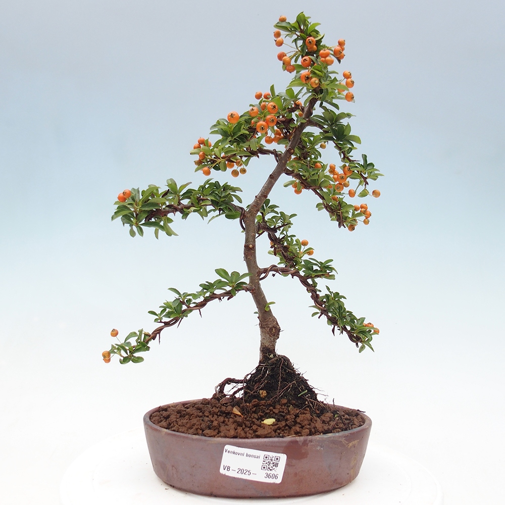 Outdoor Bonsai-Pyracanta Teton -Bakery