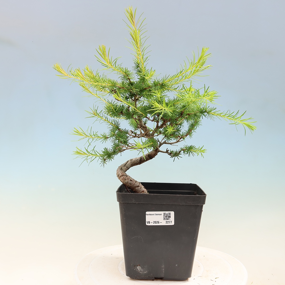 Outdoor bonsai -Larix decidua - Larch