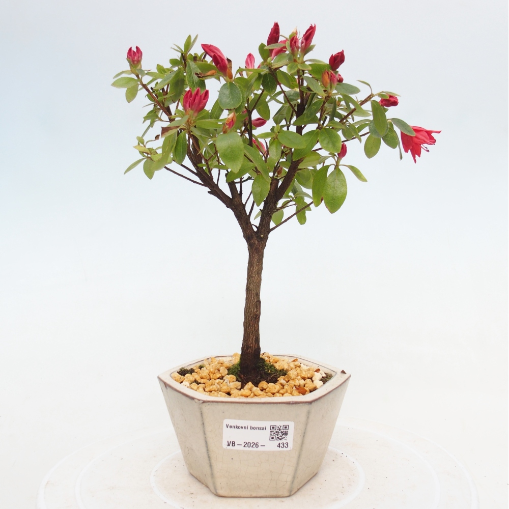 Outdoor bonsai - Japanese azalea - Azalea sp.