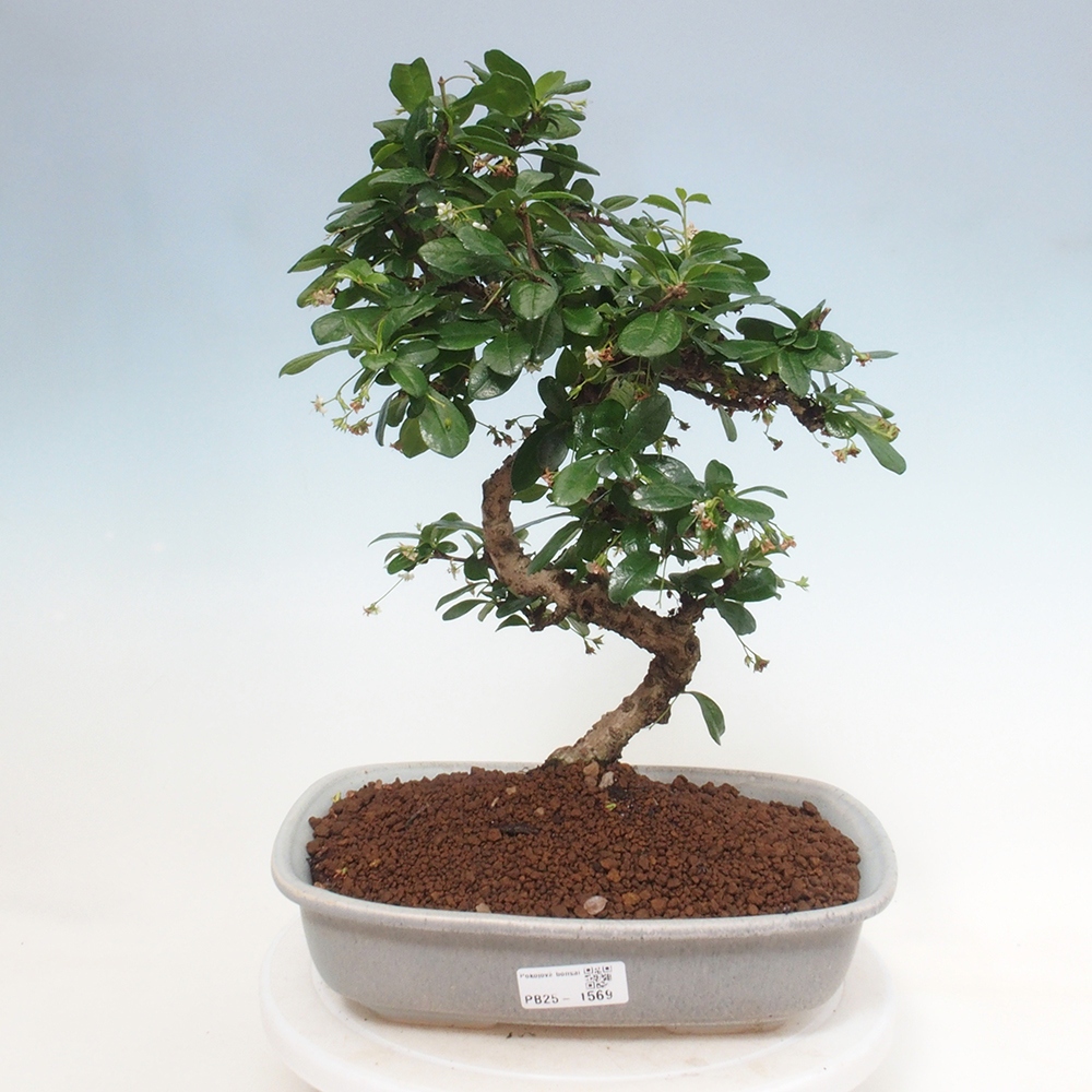 Room bonsai - Carmona macrophylla - Tea fuki