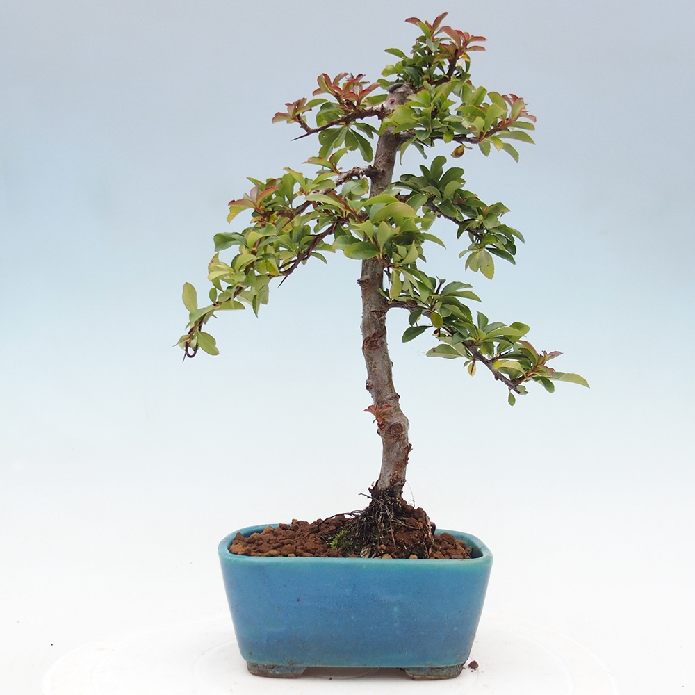 Outdoor Bonsai-Pyracanta Teton -Bakery