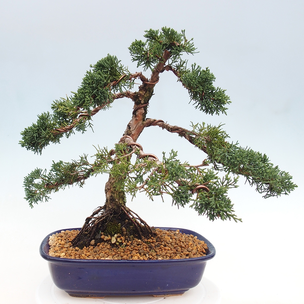 Outdoor bonsai - Juniperus chinensis Kishu - Chinese juniper