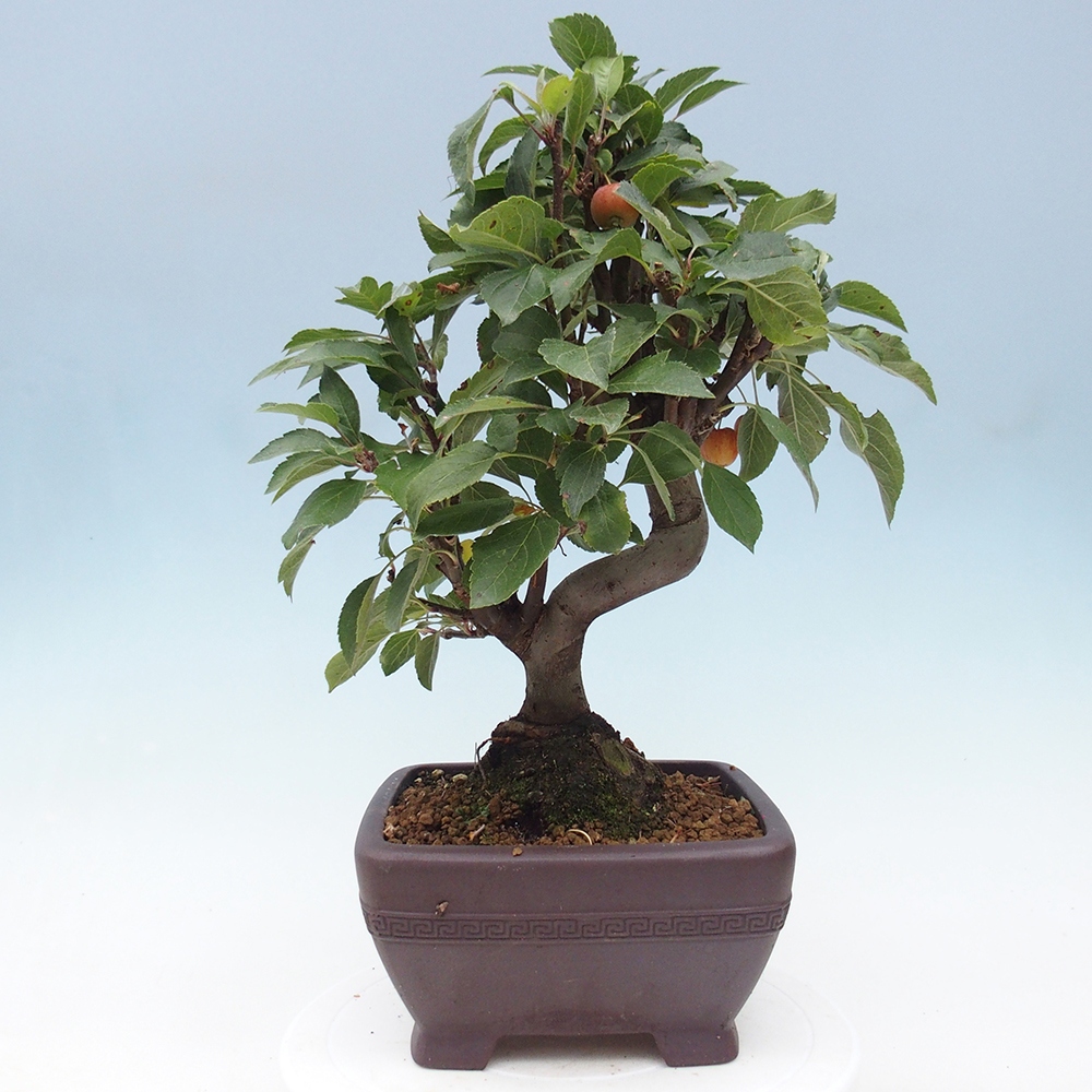 Outdoor bonsai - Malus halliana - Small-fruited apple tree
