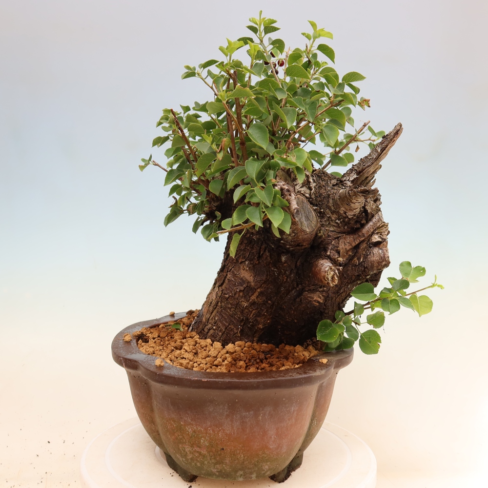 Outdoor Bonsai - Mahaleb - Prunus mahaleb