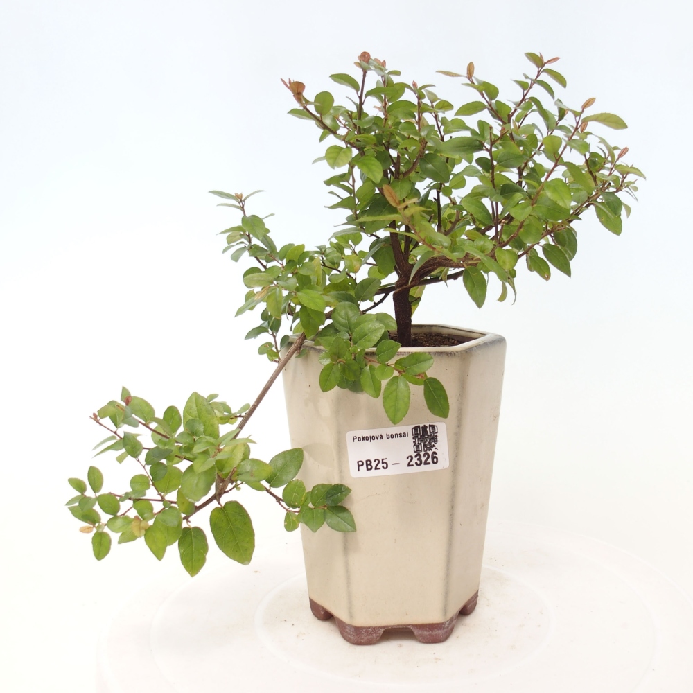 Indoor bonsai - Sagerécie thea - Sagerécie thea