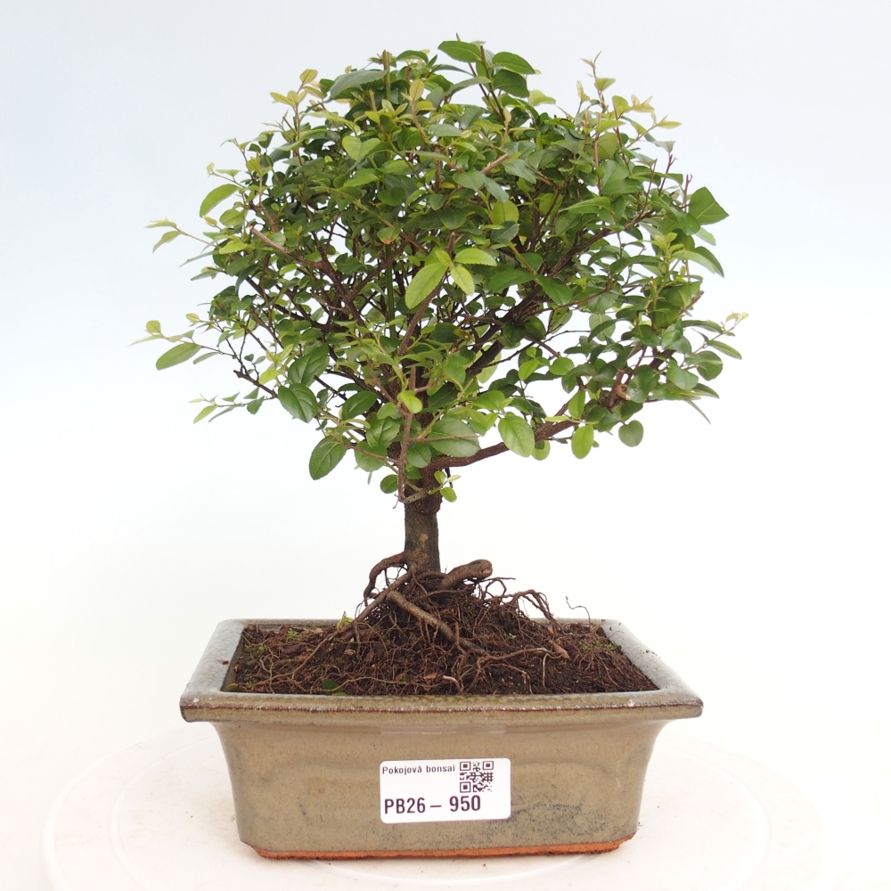 Room bonsai - Sageretia thea - Sageretia thea