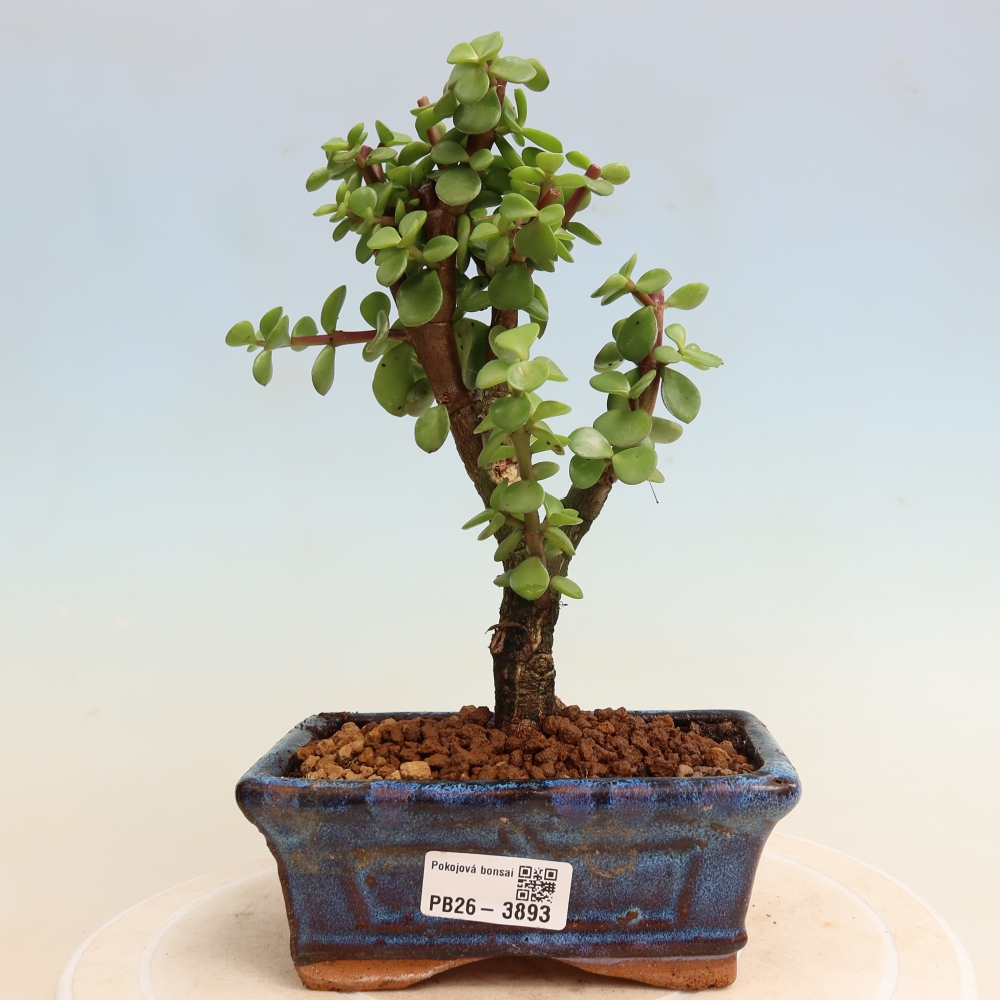 Room bonsai - Portulakaria Afra - Tlustice
