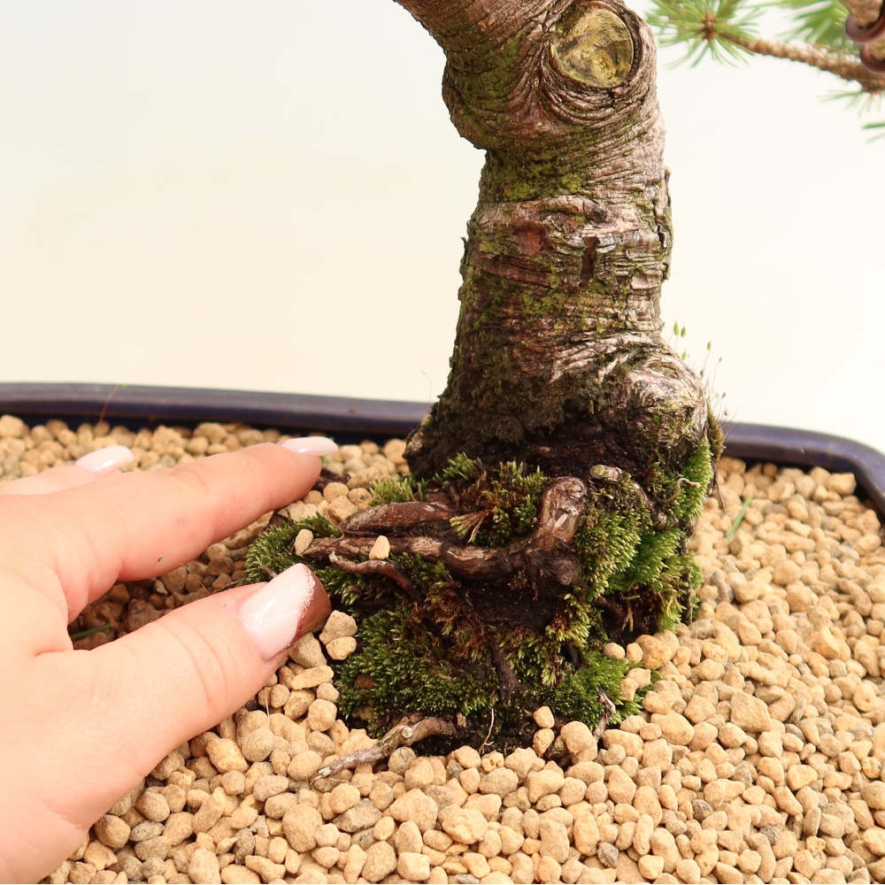 Outdoor Bonsai - Pinus mugo Humpy  - Mountain Pine