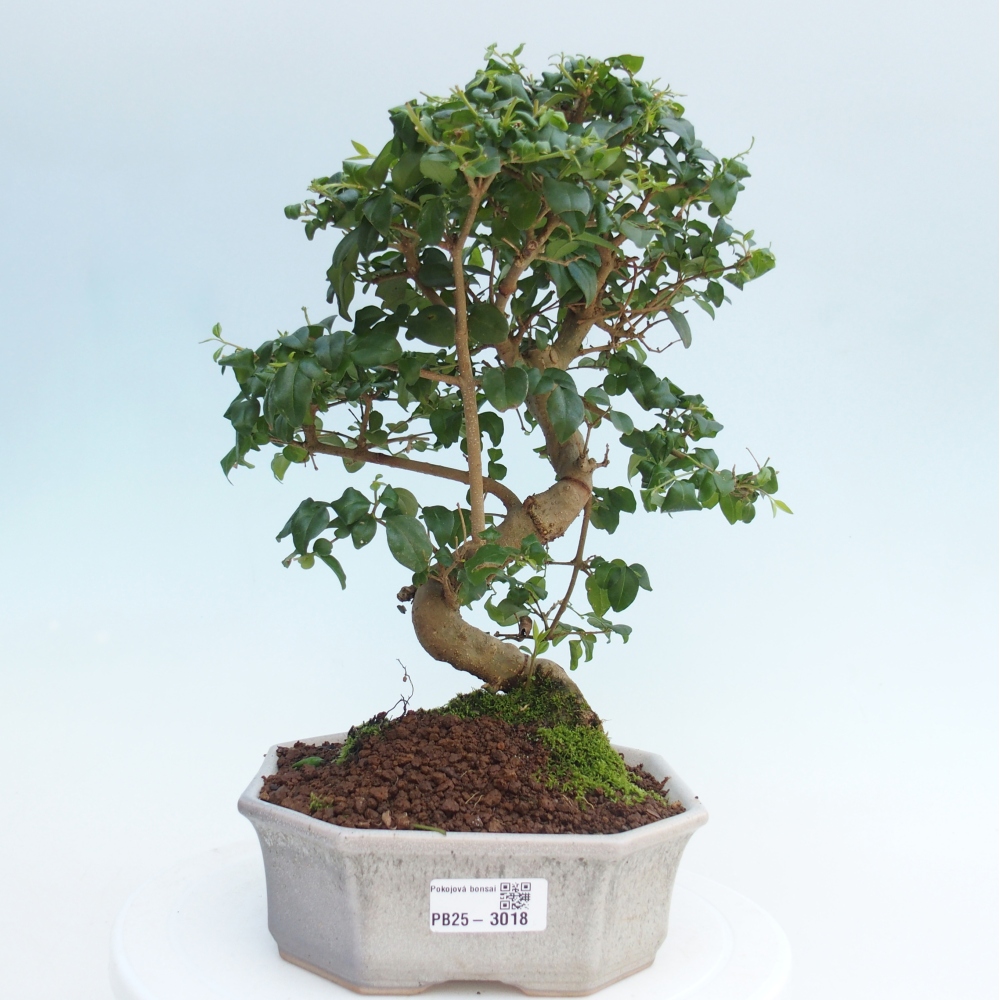 Indoor bonsai -Ligustrum chinensis - Bird's beak
