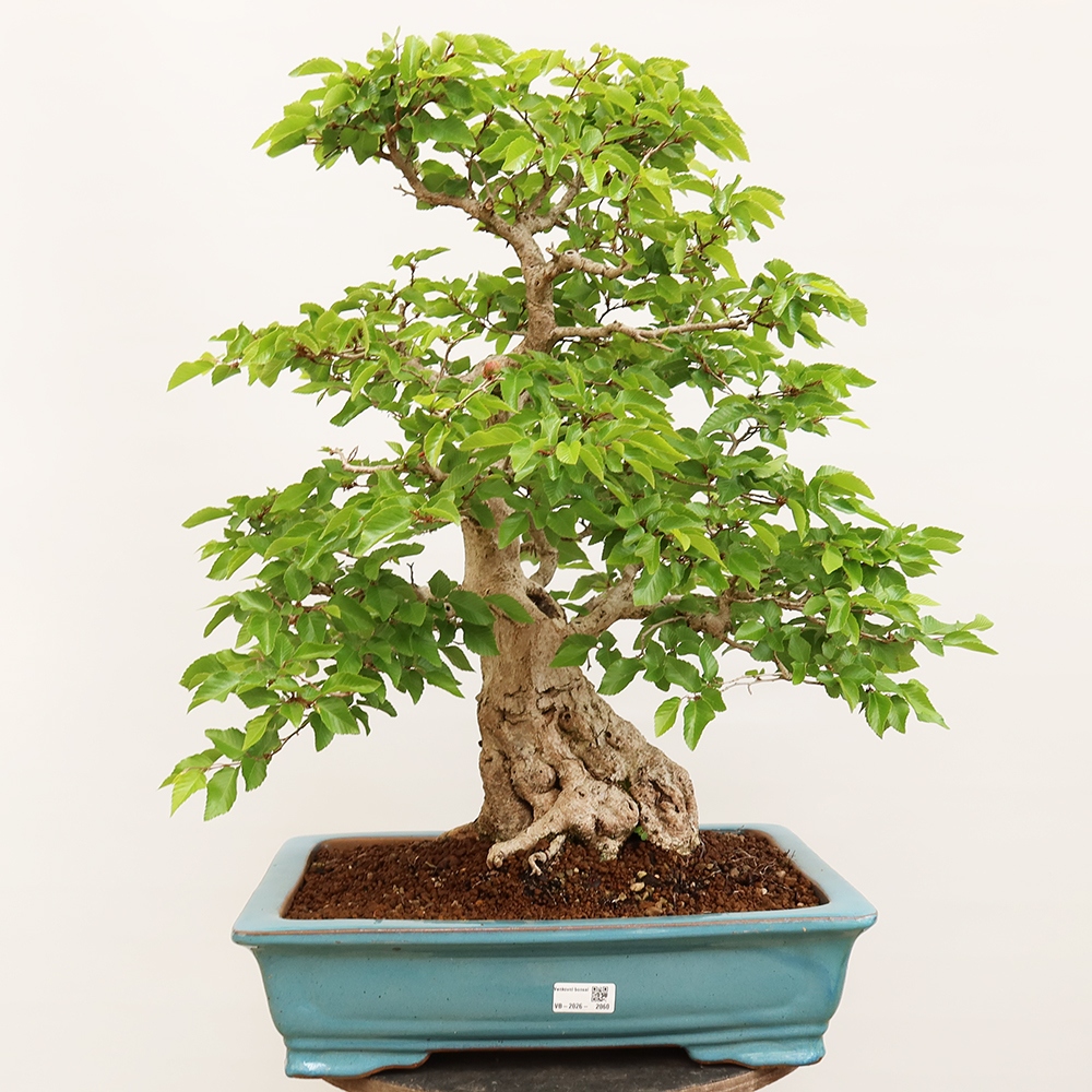 Outdoor bonsai - Carpinus Coreana - Korean hornbeam