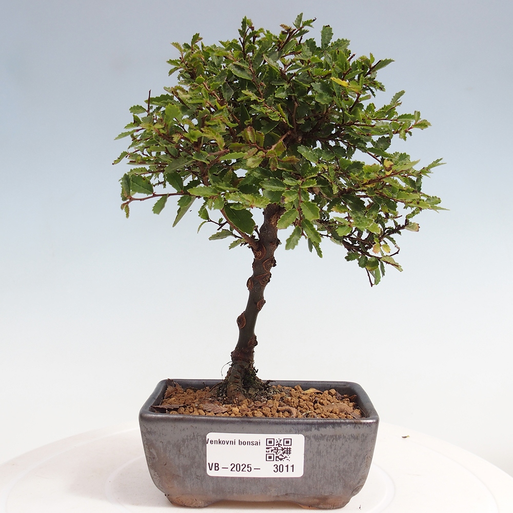 Outdoor bonsai - Ulmus parvifolia Sagei - Small-leaved elm
