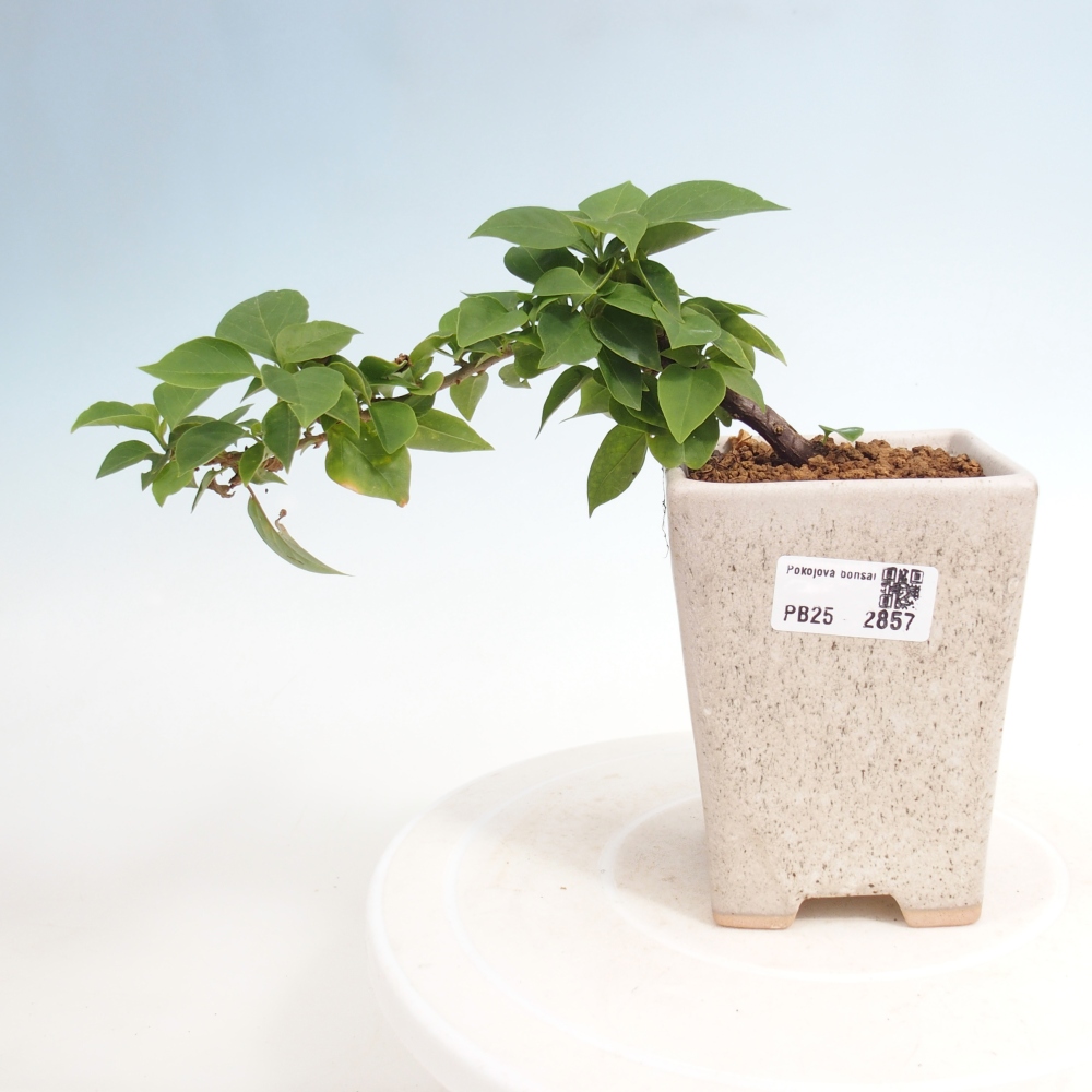 Indoor bonsai - Bouganwilea