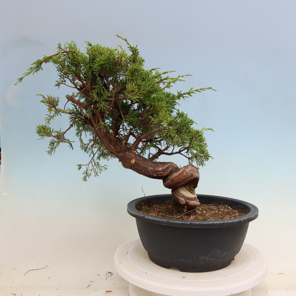 Outdoor Bonsai - Juniperus chinensis Itoigawa - Chinese Juniper