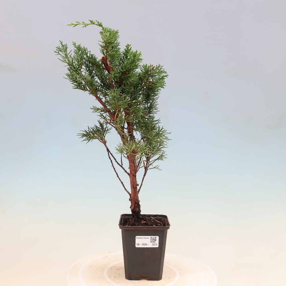Outdoor bonsai - Juniperus chinensis Kishu