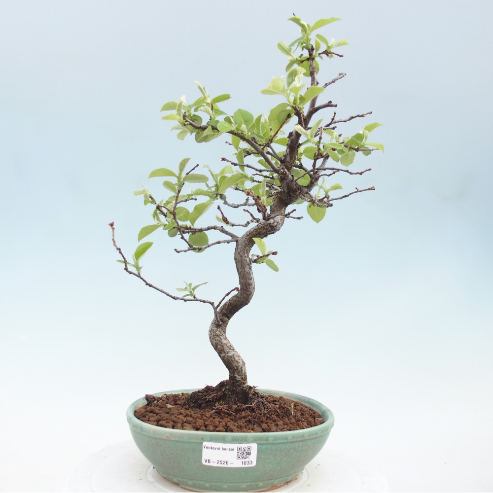 Outdoor bonsai - Chaneomeles chinensis