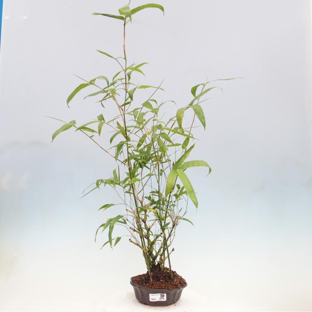 Indoor bonsai - Bamboo Buddha-Bamboo Buddha's belly