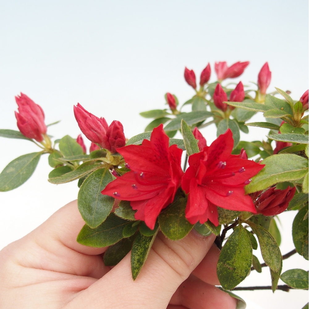 Outdoor bonsai - Japanese azalea - Azalea sp.