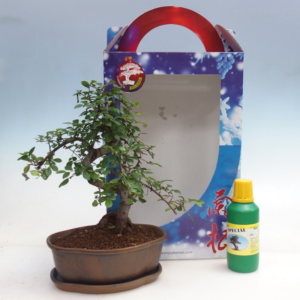 Ulmus parvifolia - Chinese elm