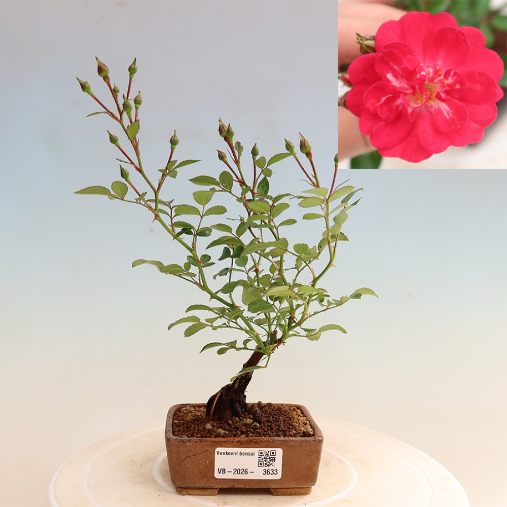 Outdoor Bonsai - Rosa Kordes - Rose