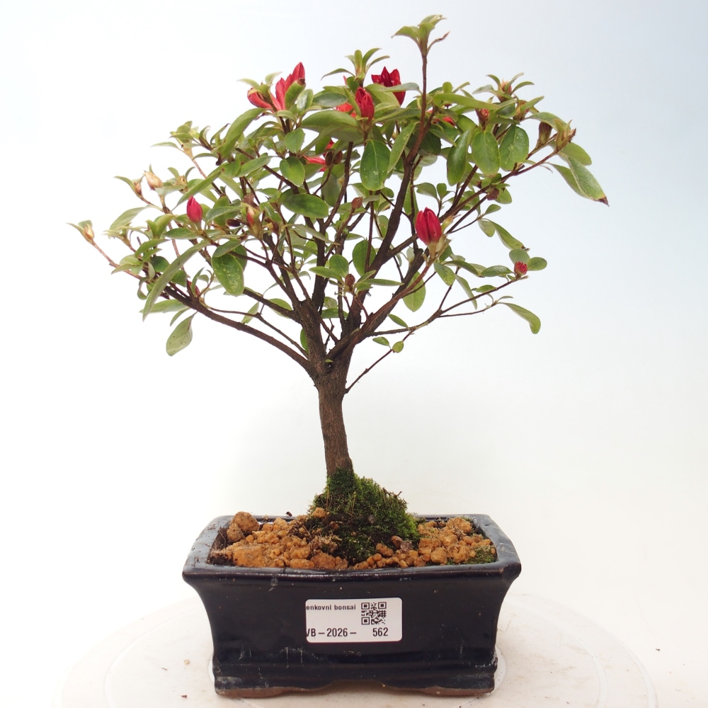 Outdoor bonsai - Japanese azalea - Azalea sp.