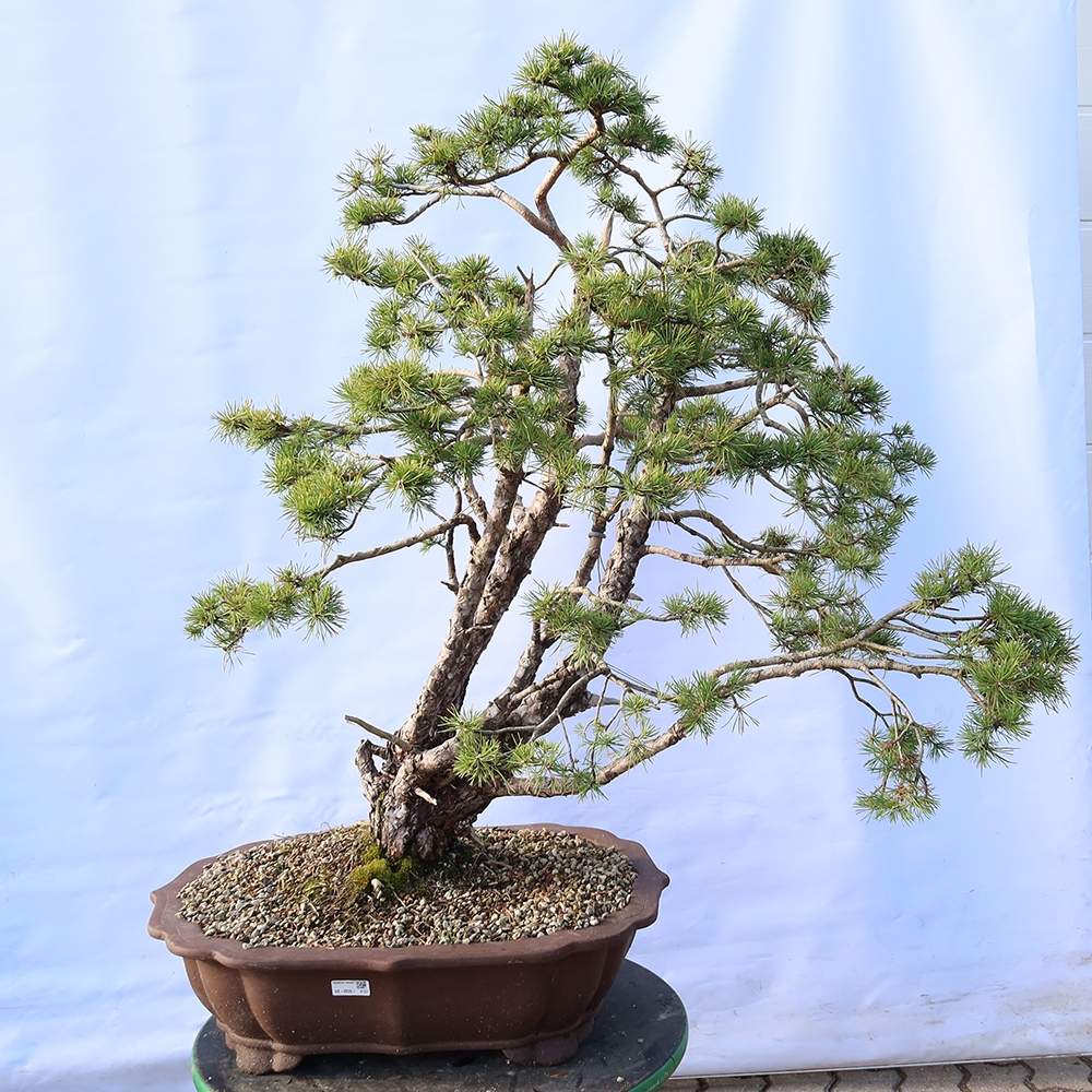 Pinus sylvestris Spain - Scots pine
