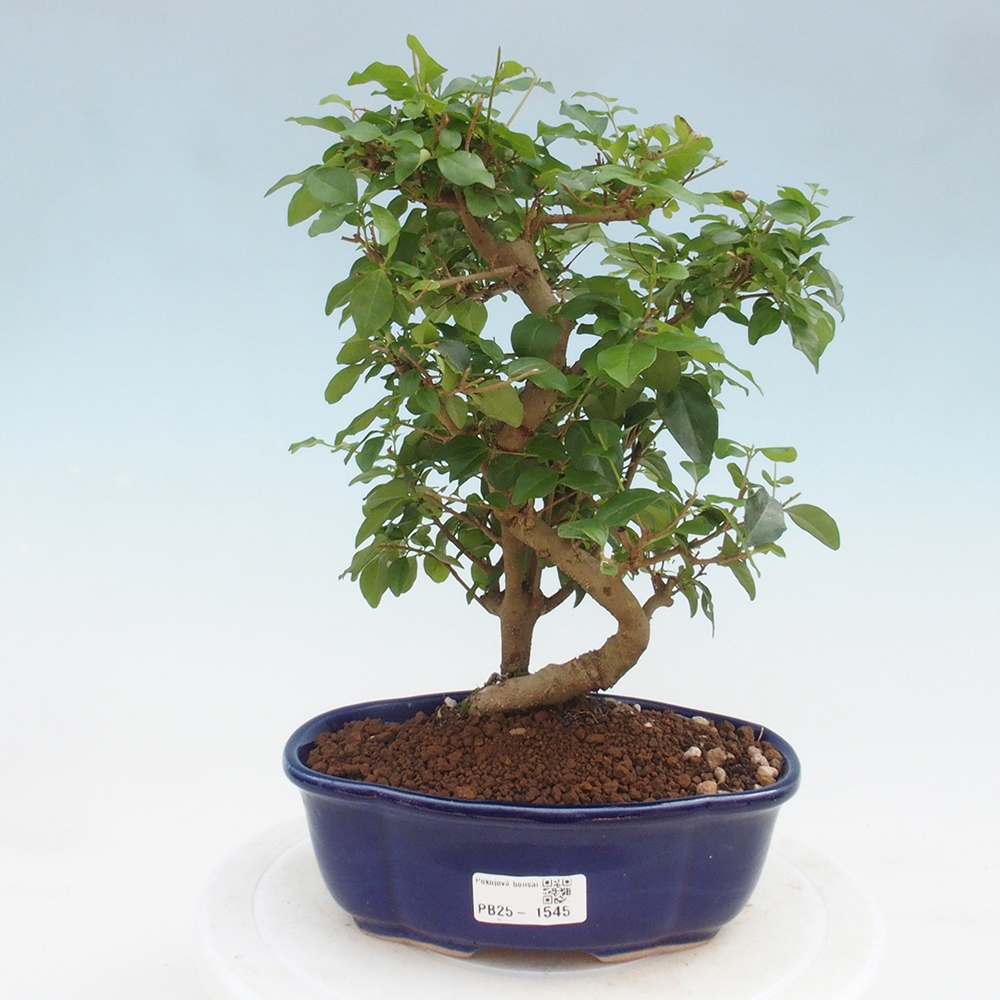 Indoor bonsai -Ligustrum chinensis - Bird's beak