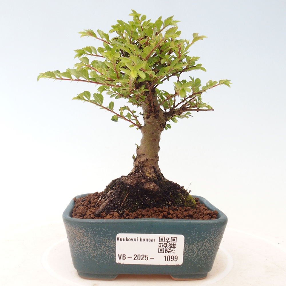 Outdoor bonsai - Ulmus parvifolia Sagei - Small-leaved elm